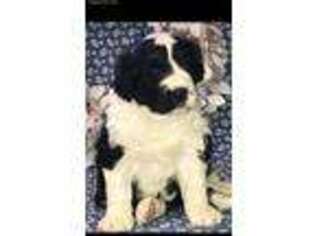 Mutt Puppy for sale in New Ulm, TX, USA