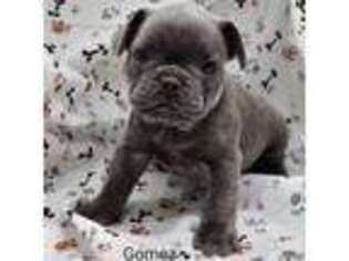 French Bulldog Puppy for sale in Dubuque, IA, USA