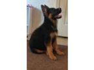 German Shepherd Dog Puppy for sale in Corcoran, CA, USA