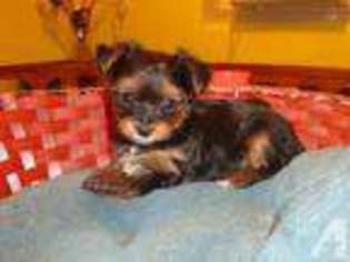 Yorkshire Terrier Puppy for sale in FLAXVILLE, MT, USA