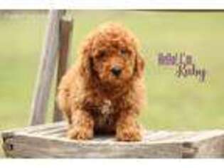 Mutt Puppy for sale in Scurry, TX, USA