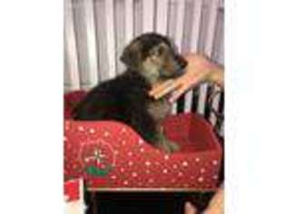 German Shepherd Dog Puppy for sale in Mastic, NY, USA