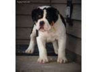 Olde English Bulldogge Puppy for sale in Elgin, IL, USA