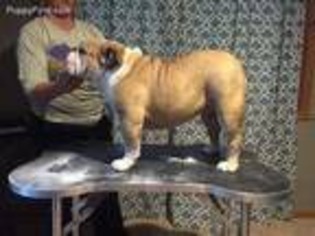 Bulldog Puppy for sale in Newton, IA, USA