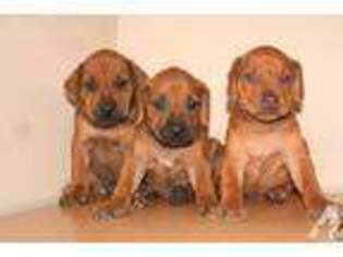 Rhodesian Ridgeback Puppy for sale in ELK CITY, KS, USA