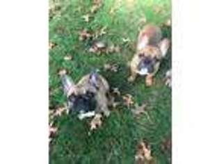 French Bulldog Puppy for sale in Windham, NH, USA