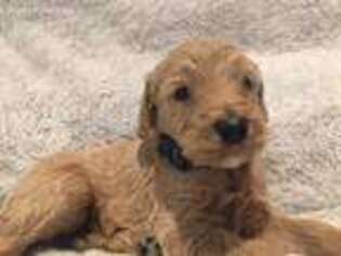 Goldendoodle Puppy for sale in Russellville, AL, USA