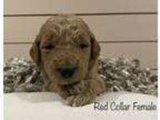 Goldendoodle Puppy for sale in Basehor, KS, USA