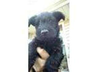 Scottish Terrier Puppy for sale in Rockford, IL, USA