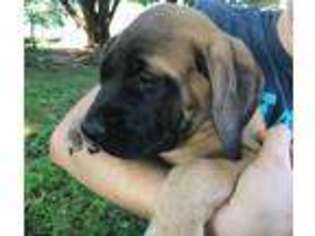 Mastiff Puppy for sale in Richland, PA, USA