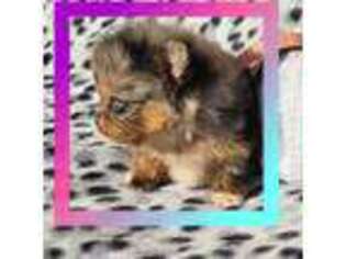 Pomeranian Puppy for sale in Rossville, GA, USA