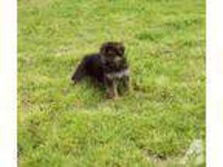 German Shepherd Dog Puppy for sale in WATTS, OK, USA