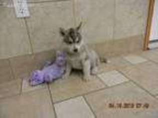 Siberian Husky Puppy for sale in Mount Pleasant Mills, PA, USA