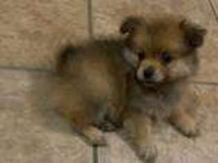 Pomeranian Puppy for sale in Marshall, AR, USA