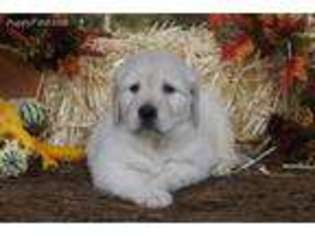 Mutt Puppy for sale in Albany, OH, USA