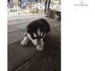 Siberian Husky Puppy for sale in Pittsburgh, PA, USA