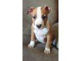 American Staffordshire Terrier Puppy for sale in Winston, MO, USA