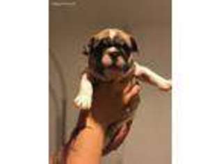 Medium Photo #1 French Bulldog Puppy For Sale in Chicago, IL, USA