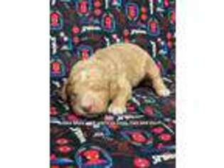 Goldendoodle Puppy for sale in Laurinburg, NC, USA