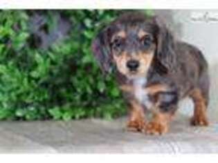 Dachshund Puppy for sale in Columbus, OH, USA