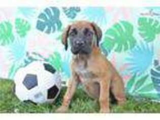 Mastiff Puppy for sale in Cleveland, OH, USA