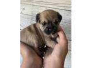 Puggle Puppy for sale in Longmont, CO, USA