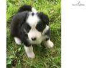 Border Collie Puppy for sale in Phoenix, AZ, USA