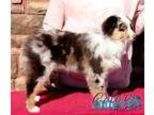 Miniature Australian Shepherd Puppy for sale in Cedar City, UT, USA