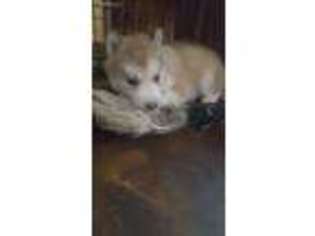 Siberian Husky Puppy for sale in Dartmouth, MA, USA
