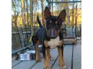 Bull Terrier Puppy for sale in Suwanee, GA, USA
