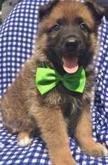 Belgian Malinois Puppy for sale in North Bergen, NJ, USA