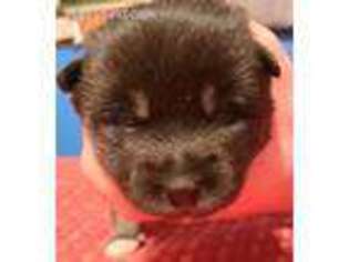 Alaskan Klee Kai Puppy for sale in Lincoln, NE, USA