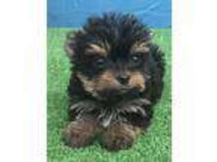 Yorkshire Terrier Puppy for sale in Dayton, TX, USA