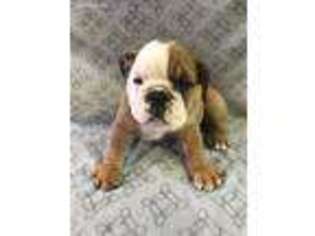 Bulldog Puppy for sale in Creighton, NE, USA