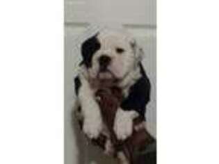 Bulldog Puppy for sale in Round Rock, TX, USA