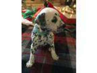 Dalmatian Puppy for sale in Memphis, TN, USA