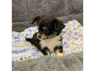 Chorkie Puppy for sale in Yorkville, IL, USA