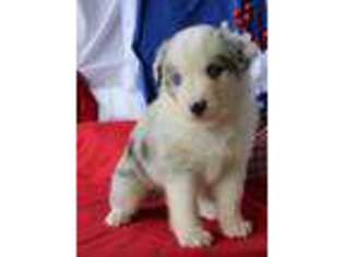 Miniature Australian Shepherd Puppy for sale in Bells, TX, USA