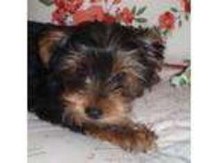 Yorkshire Terrier Puppy for sale in Silverhill, AL, USA