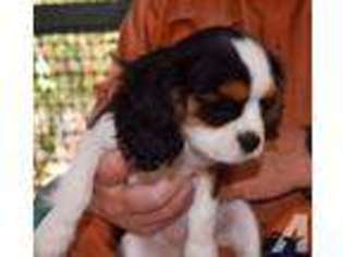 Cavalier King Charles Spaniel Puppy for sale in CARSON, CA, USA