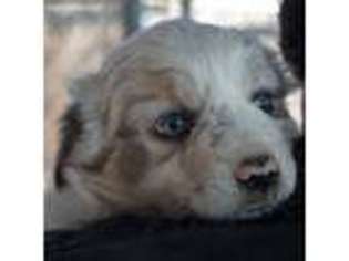 Miniature Australian Shepherd Puppy for sale in Lexington, AL, USA