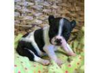 French Bulldog Puppy for sale in North Platte, NE, USA