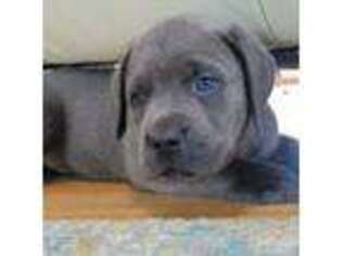 Cane Corso Puppy for sale in Moyock, NC, USA