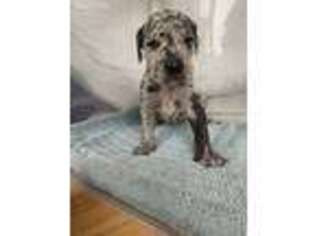 Great Dane Puppy for sale in Gays Mills, WI, USA