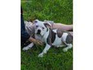 American Bulldog Puppy for sale in Rogers, OH, USA