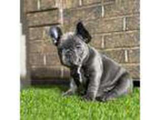 French Bulldog Puppy for sale in Hurt, VA, USA