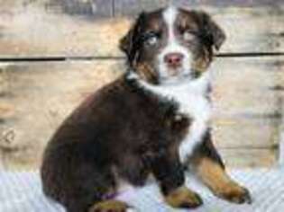 Miniature Australian Shepherd Puppy for sale in Twin Falls, ID, USA