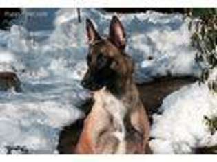 Belgian Malinois Puppy for sale in Beaverton, OR, USA