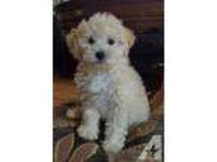 Goldendoodle Puppy for sale in SEATTLE, WA, USA