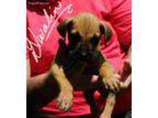 Great Dane Puppy for sale in Verona, MO, USA